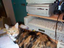 florry on desk.jpg